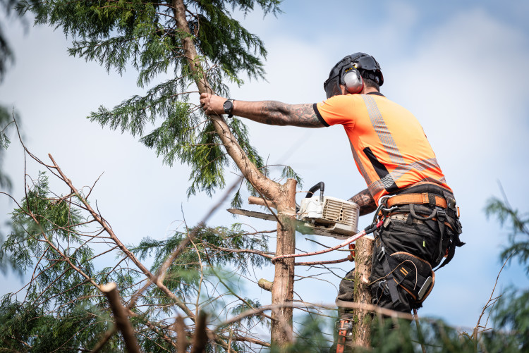 Tree Surgeon Prices